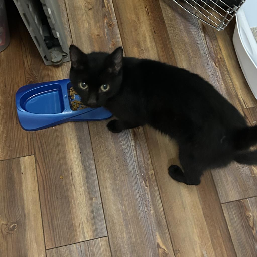 Phillip, adopted, Senior Male Domestic Short Hair.