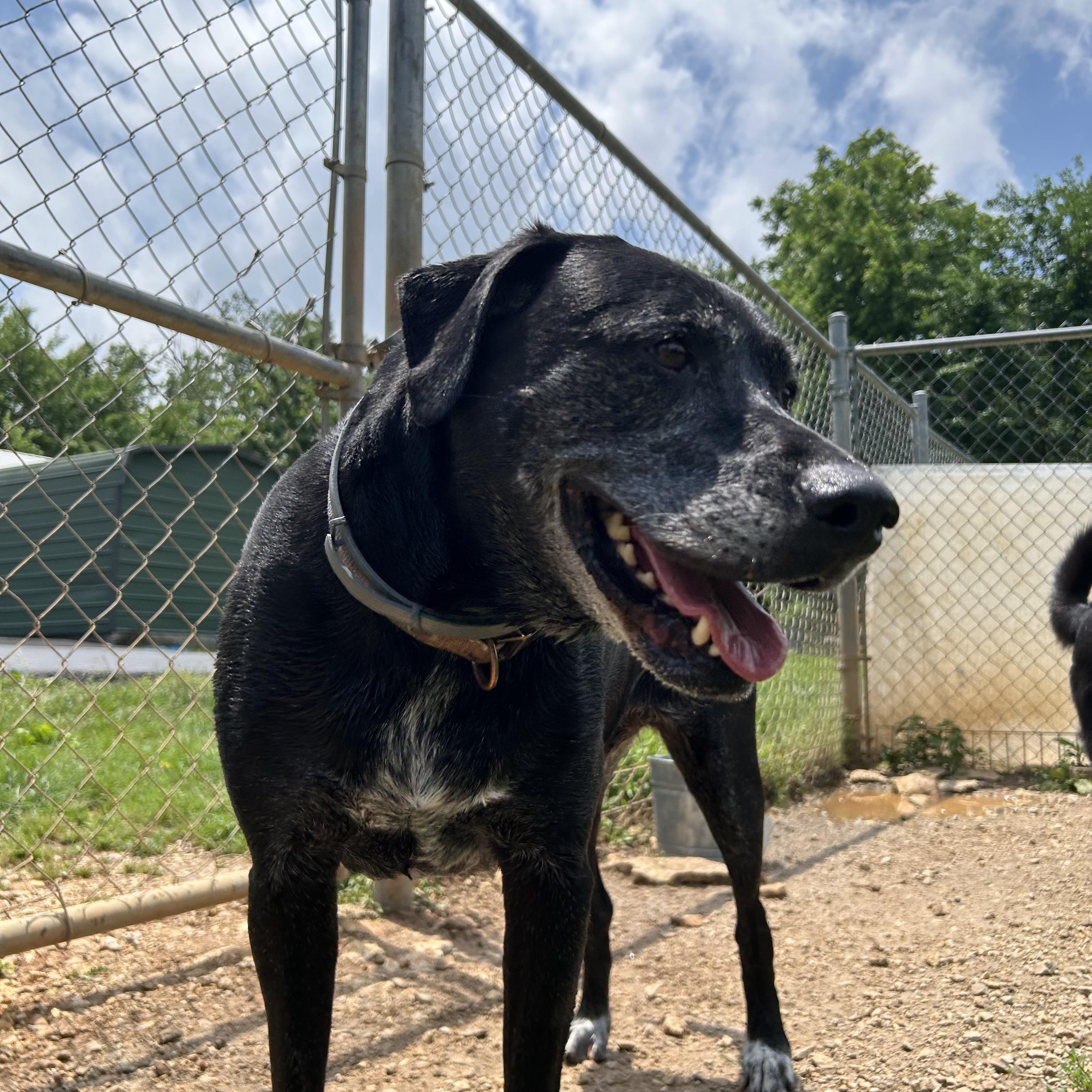 Joel, a ADOPTABLE mixed breed in Reeds Spring, MO image 2/4