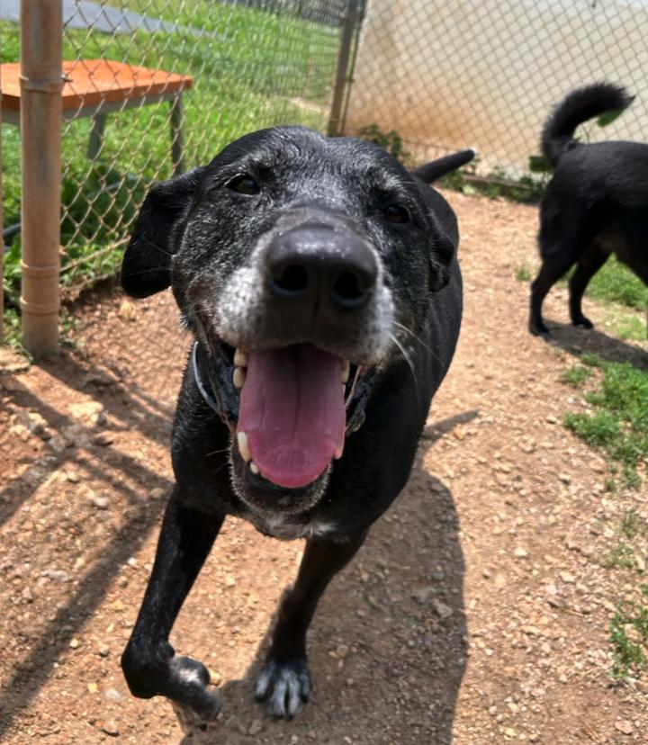 Joel, ADOPTABLE, Senior Male Black Labrador Retriever.