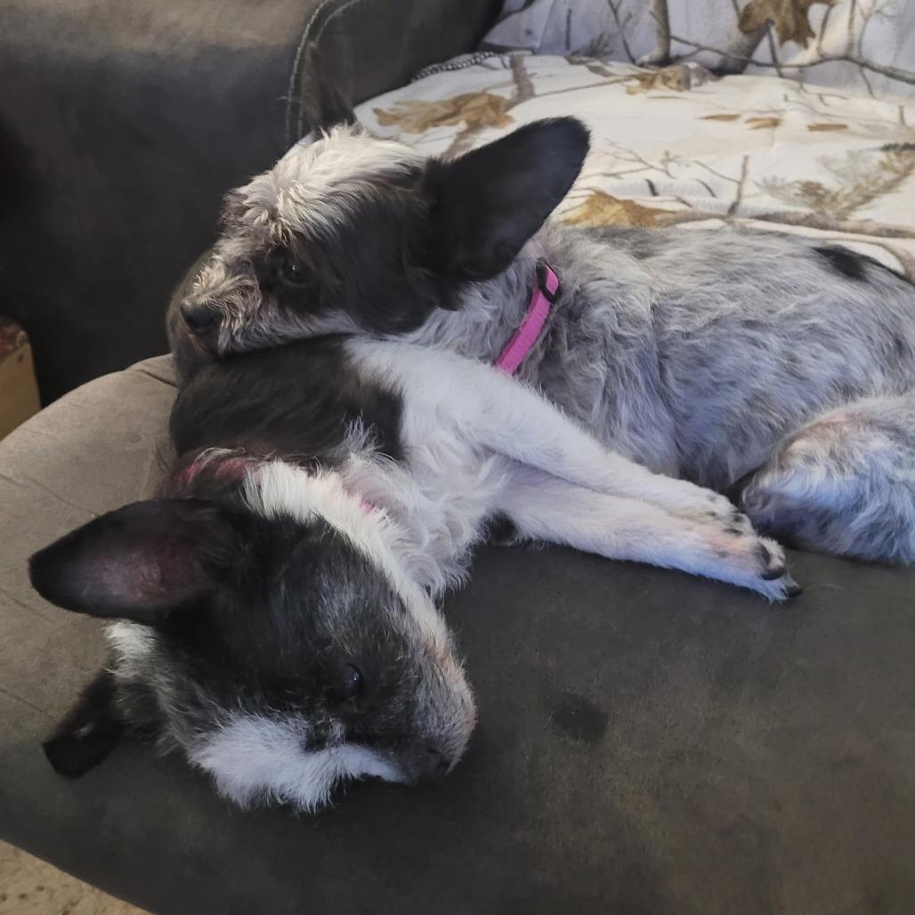 Lola- bonded with Lady