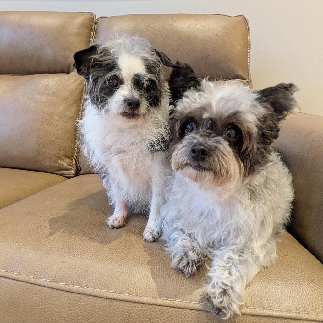 Lola- bonded with Lady — thumbnail 5