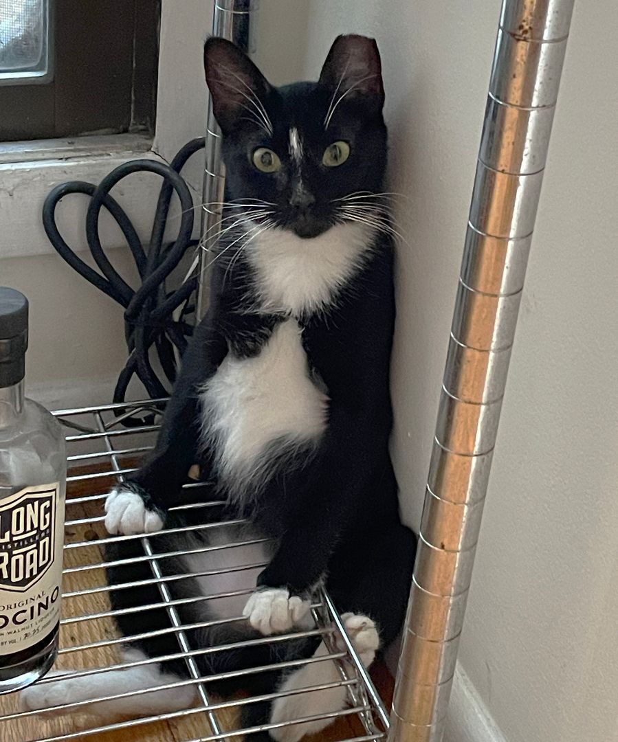 Enlarge Evie Larchwood, a Adoptable Domestic Short Hair in Philadelphia, PA image 8/10