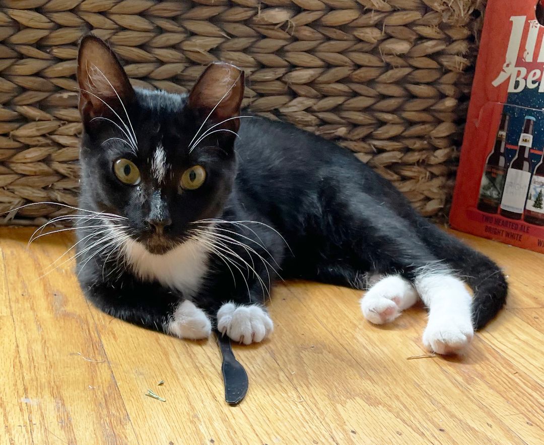 Enlarge Evie Larchwood, a Adoptable Domestic Short Hair in Philadelphia, PA image 9/10