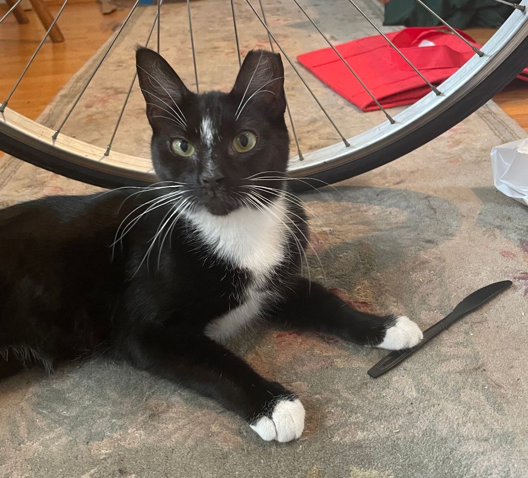 Evie Larchwood, Adoptable, Young Female Domestic Short Hair.