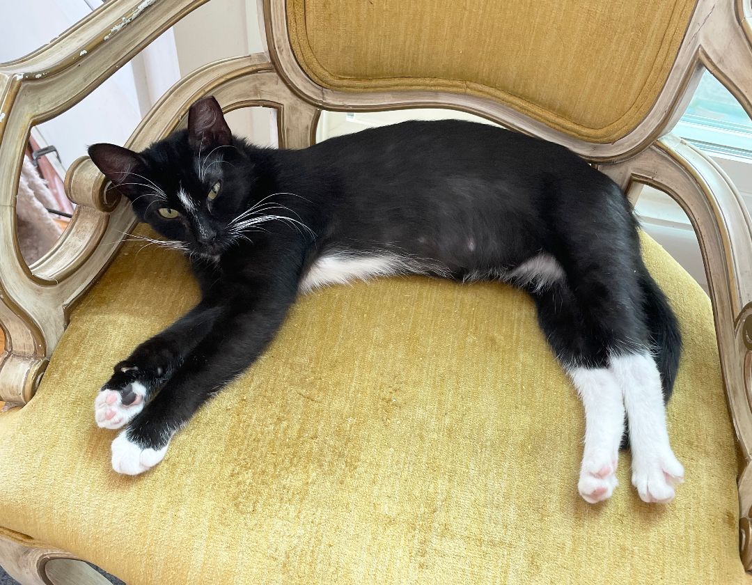 Enlarge Evie Larchwood, a Adoptable Domestic Short Hair in Philadelphia, PA image 10/10