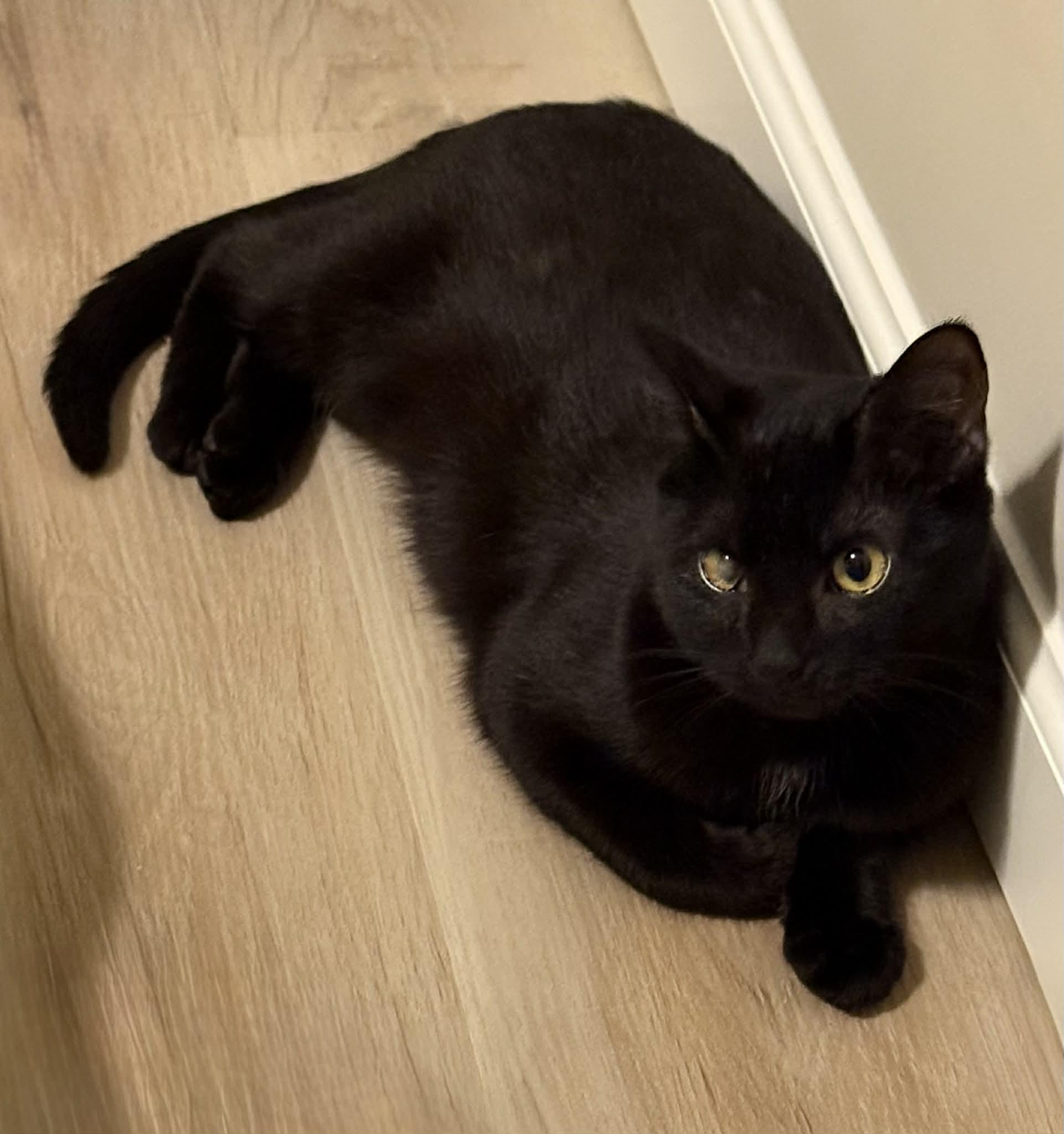 Enlarge Sophia, a Adoptable Domestic Short Hair in Elyria, OH image 3/3