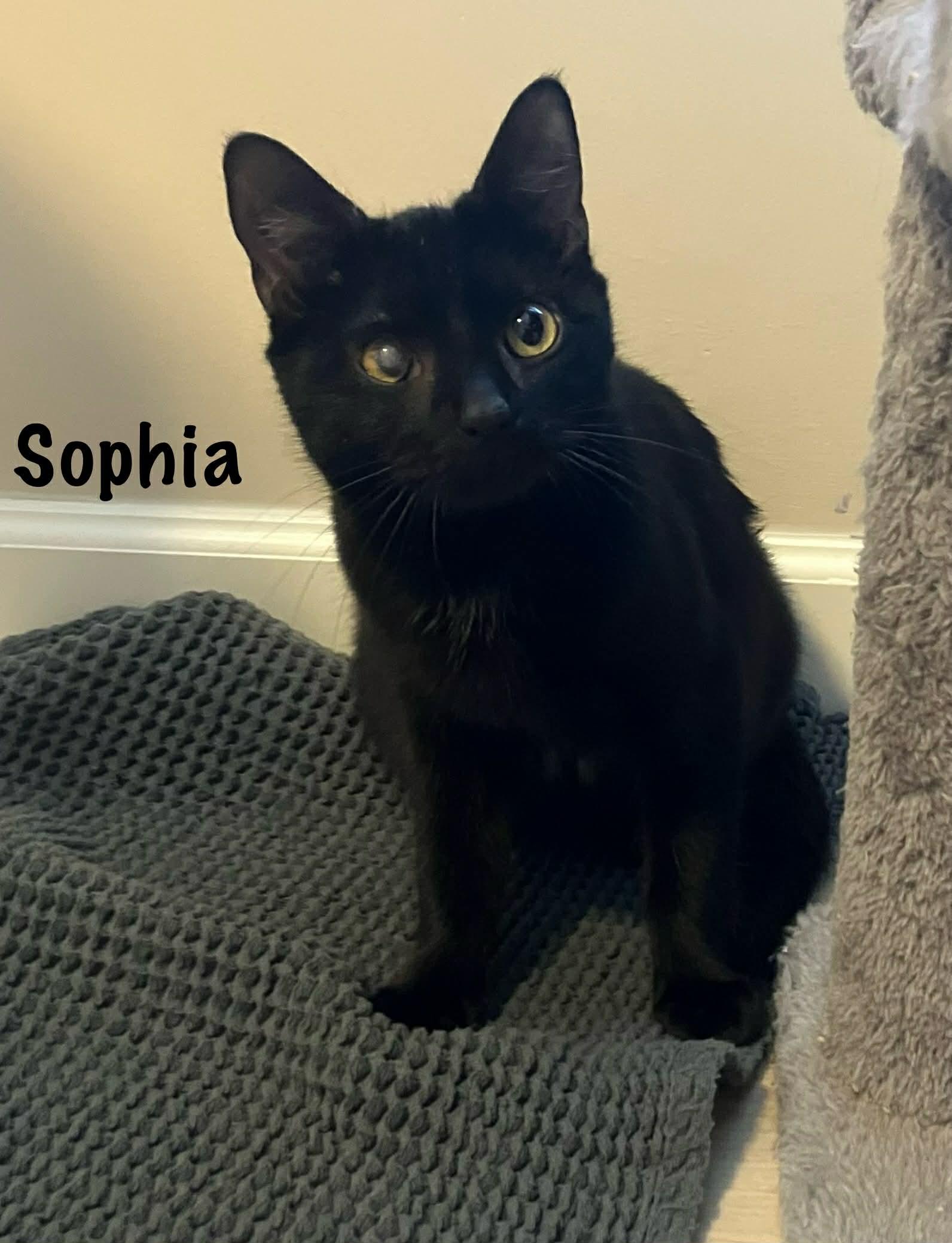 Enlarge Sophia, a Adoptable Domestic Short Hair in Elyria, OH image 1/3