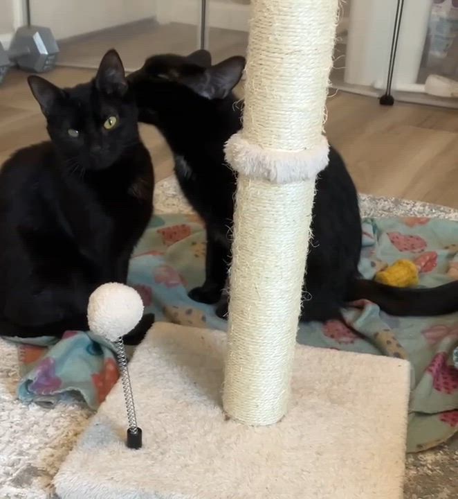 Enlarge Sophia, a Adoptable Domestic Short Hair in Elyria, OH video 2/3