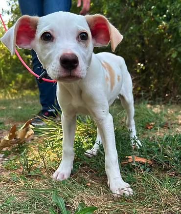 Ice Pop, Adoptable, Young Female Mixed Breed.