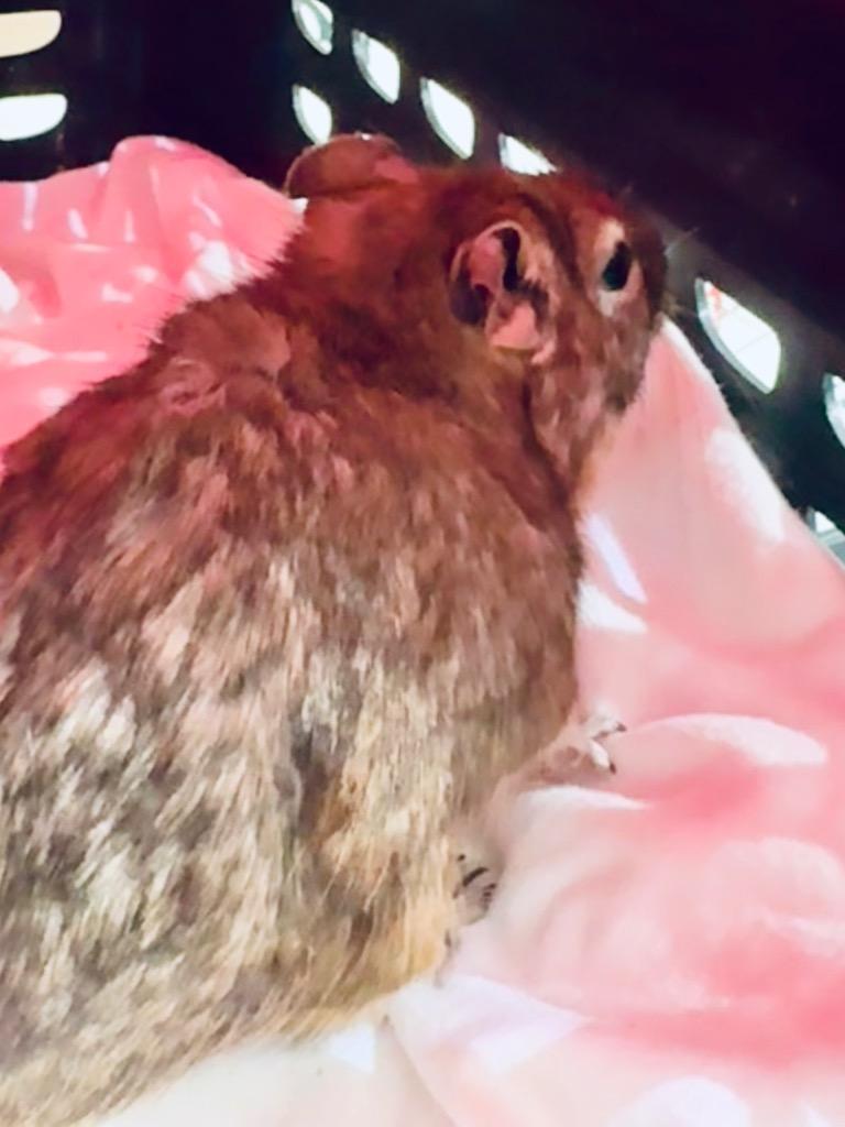 Karmell, Adoptable, Adult Male Degu.