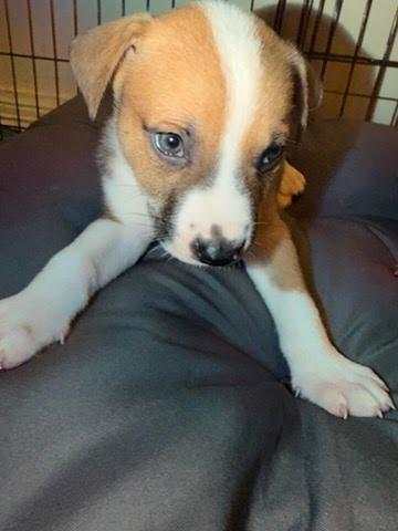 Macaroni thumbnail 6