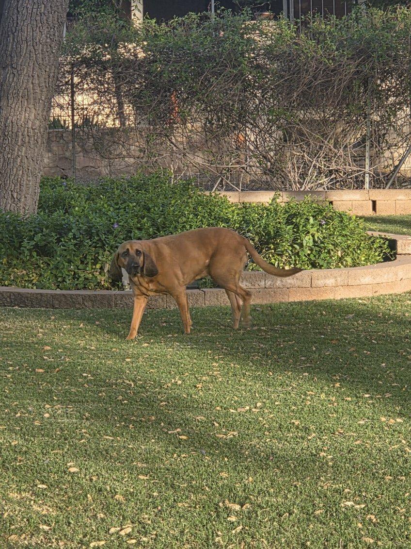 Enlarge Nala, a ADOPTABLE Bloodhound in Dallas, TX image 3/3