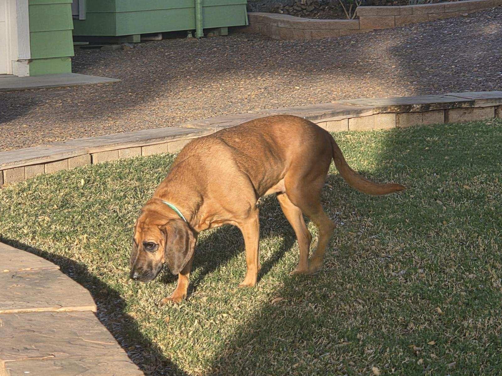Enlarge Nala, a ADOPTABLE Bloodhound in Dallas, TX image 2/3