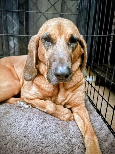 Nala, ADOPTABLE, Senior Female Bloodhound.