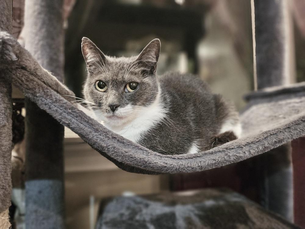 Enlarge Ahsoka, a Adoptable Domestic Short Hair in Patchogue, NY image 1/6