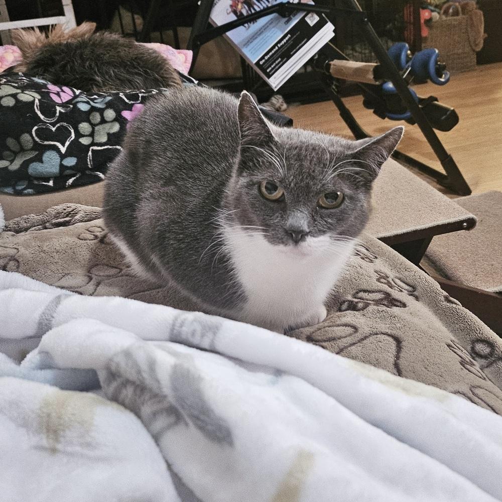 Enlarge Ahsoka, a Adoptable Domestic Short Hair in Patchogue, NY image 4/6