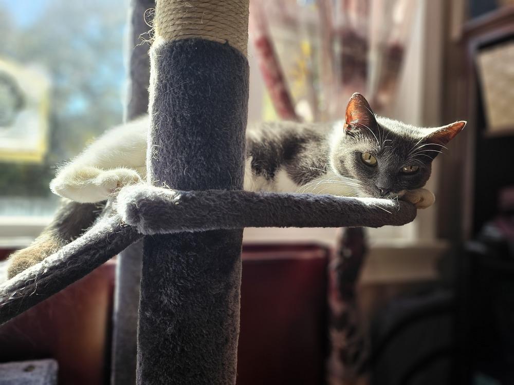 Enlarge Ahsoka, a Adoptable Domestic Short Hair in Patchogue, NY image 5/6