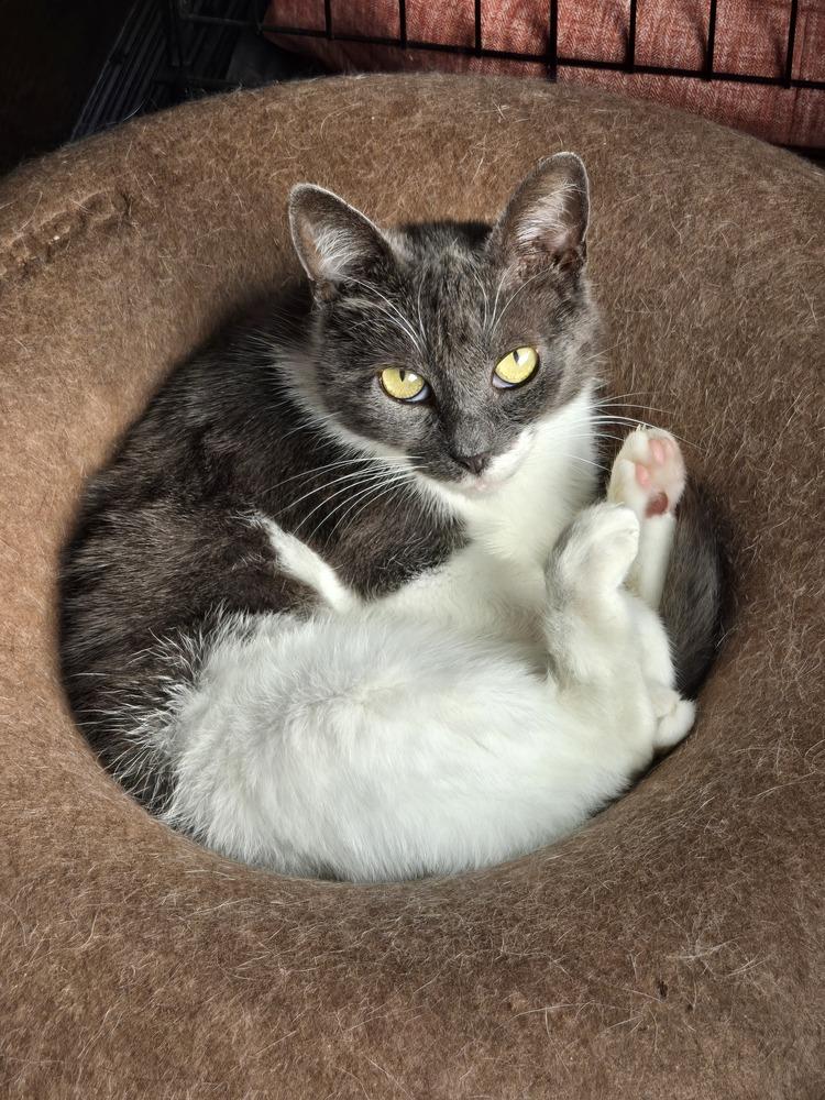 Enlarge Ahsoka, a Adoptable Domestic Short Hair in Patchogue, NY image 6/6