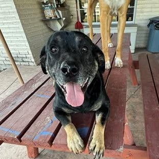 Enlarge LUCKY, a Adoptable mixed breed in Bellingham , WA image 4/5