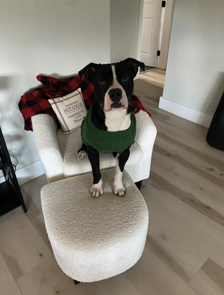 Jack Jack, Adoptable, Adult Male Mixed Breed.