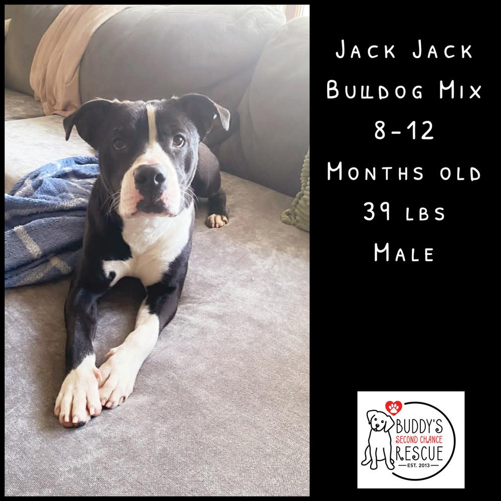 Enlarge Jack Jack, a Adoptable mixed breed in Amherst, NY image 2/6