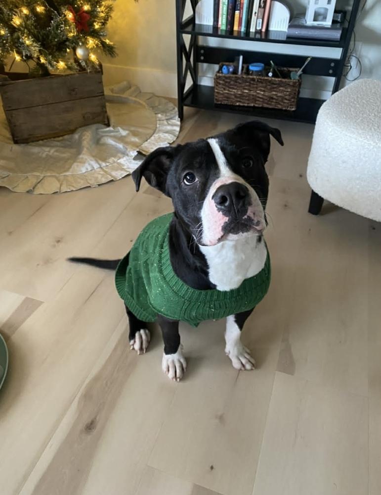 Enlarge Jack Jack, a Adoptable mixed breed in Amherst, NY image 3/6