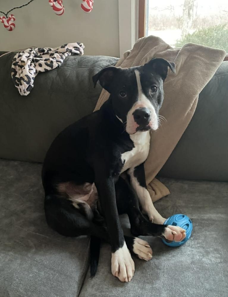 Enlarge Jack Jack, a Adoptable mixed breed in Amherst, NY image 4/6