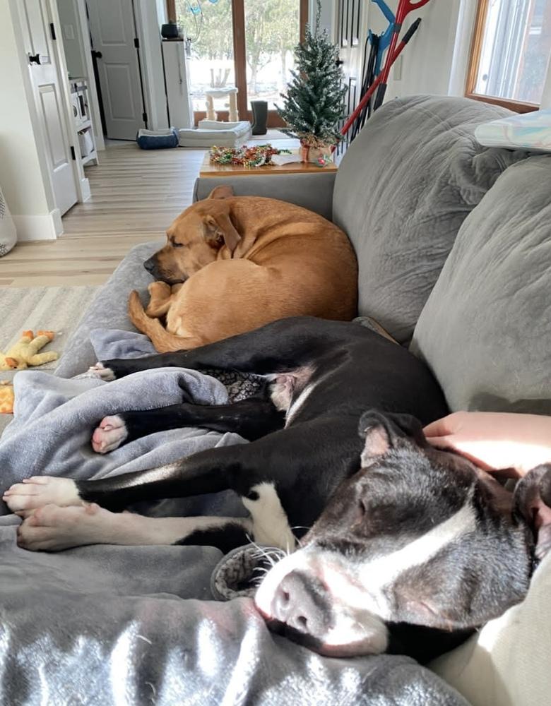 Enlarge Jack Jack, a Adoptable mixed breed in Amherst, NY image 5/6