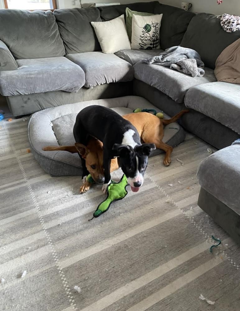 Enlarge Jack Jack, a Adoptable mixed breed in Amherst, NY image 6/6