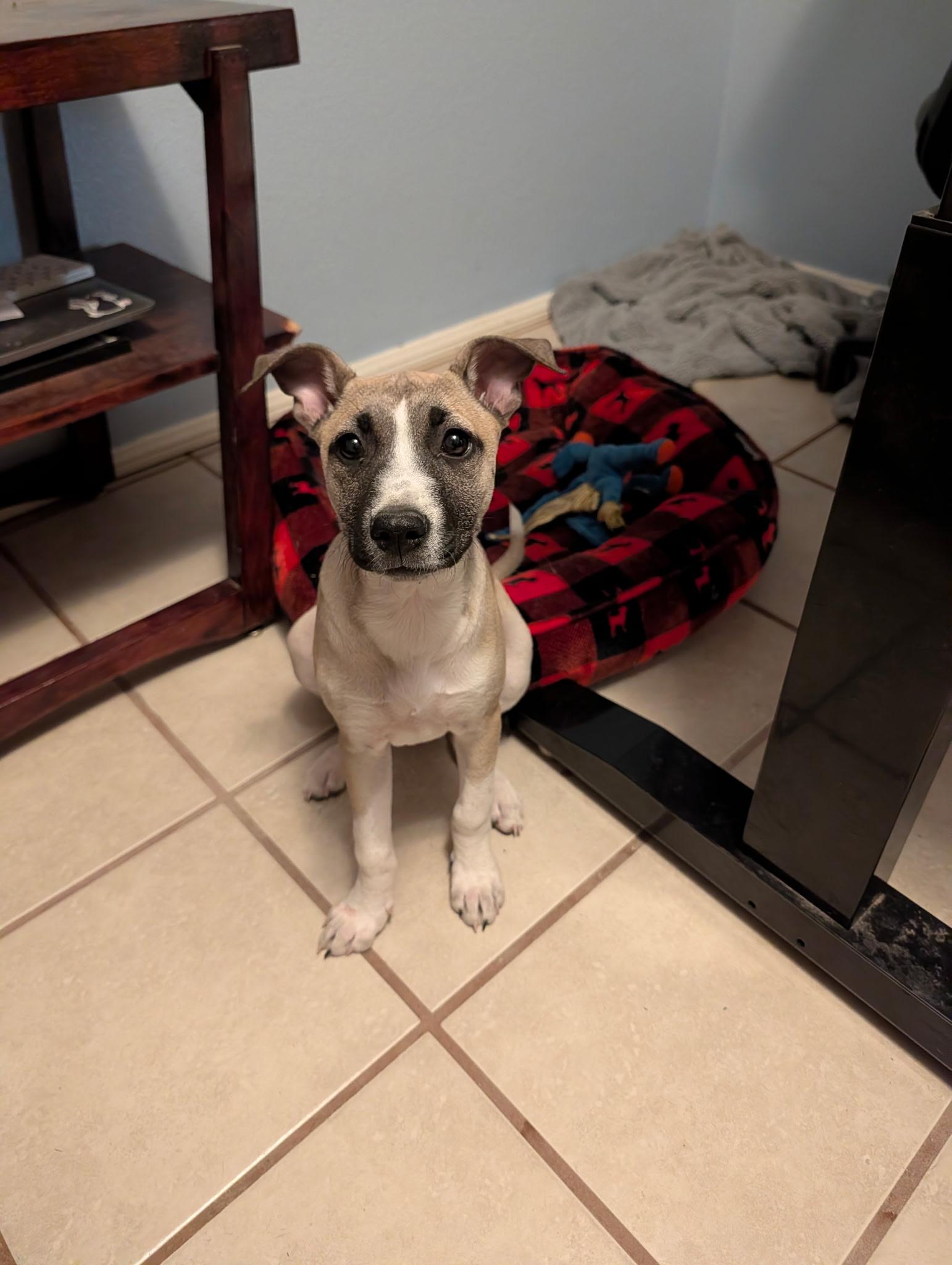 Shrimp, a Adopted American Staffordshire Terrier in Palm desert, CA image 2/6