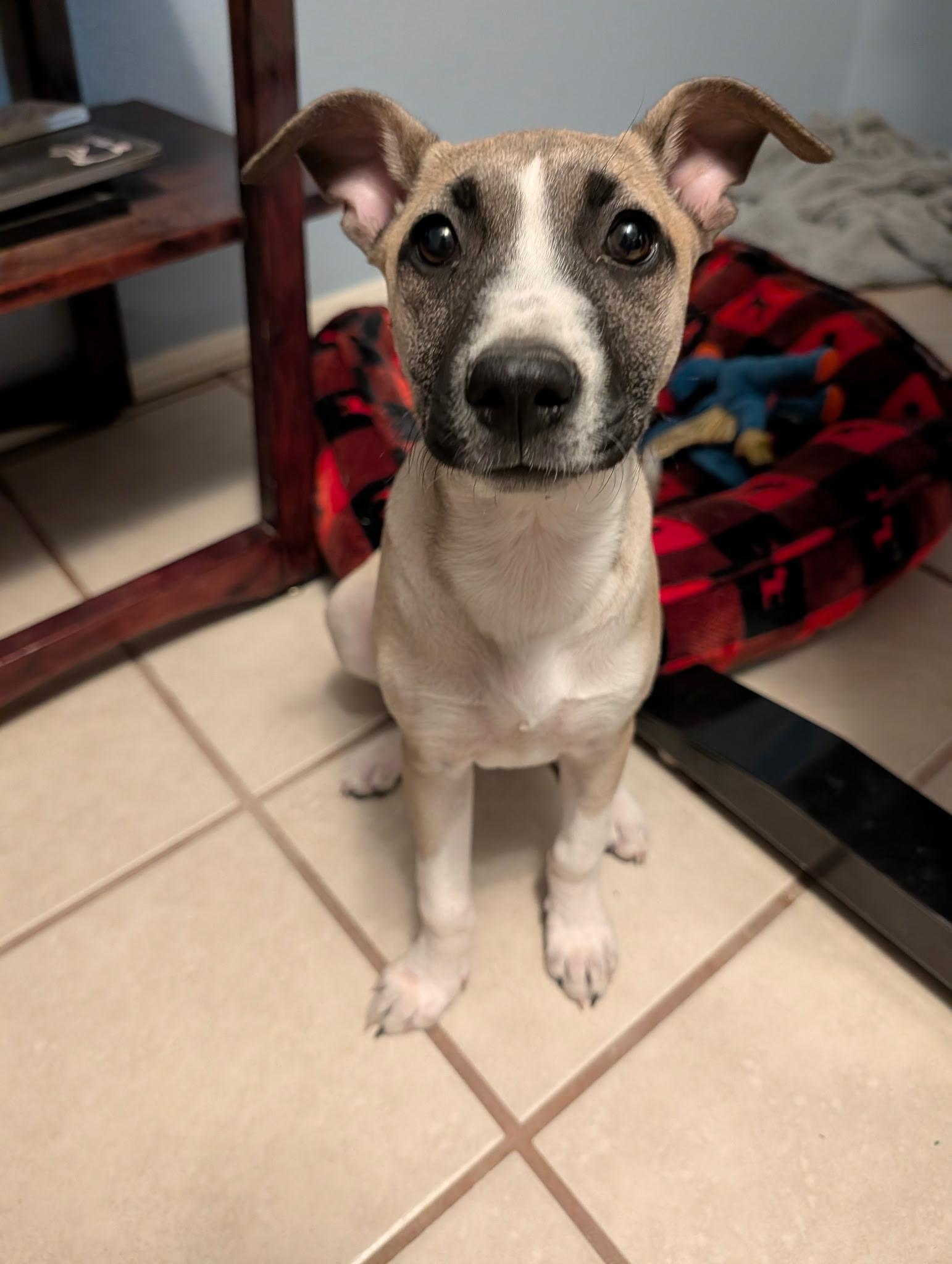 Shrimp, a Adopted American Staffordshire Terrier in Palm desert, CA image 3/6