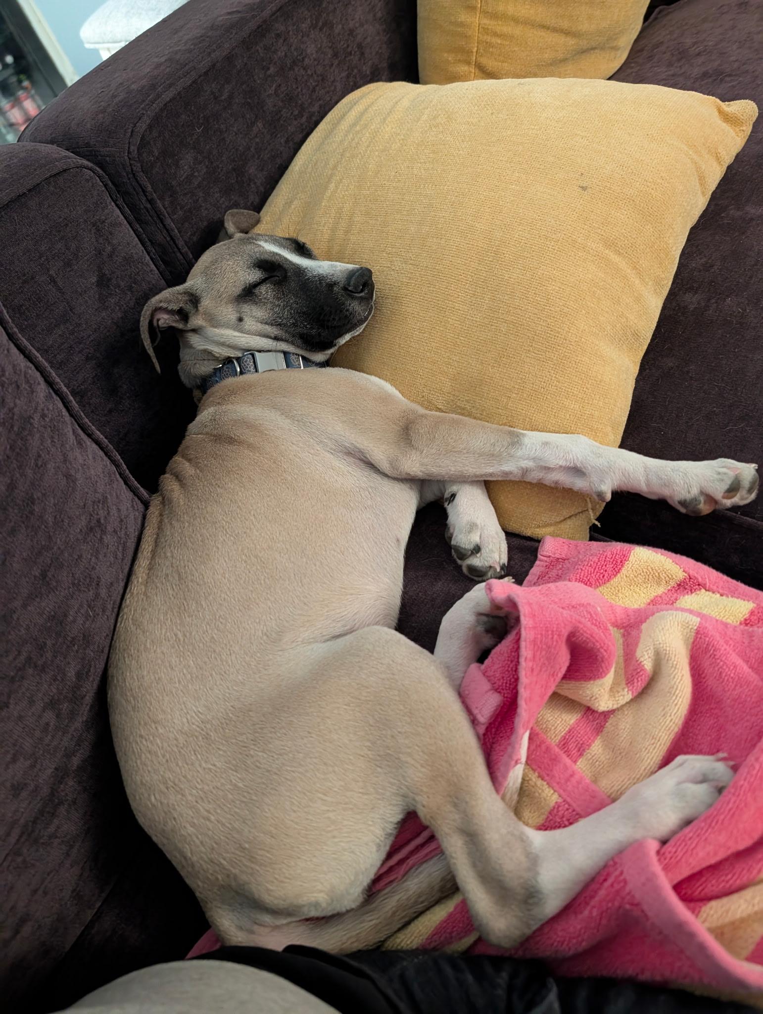 Shrimp, a Adopted American Staffordshire Terrier in Palm desert, CA image 5/6