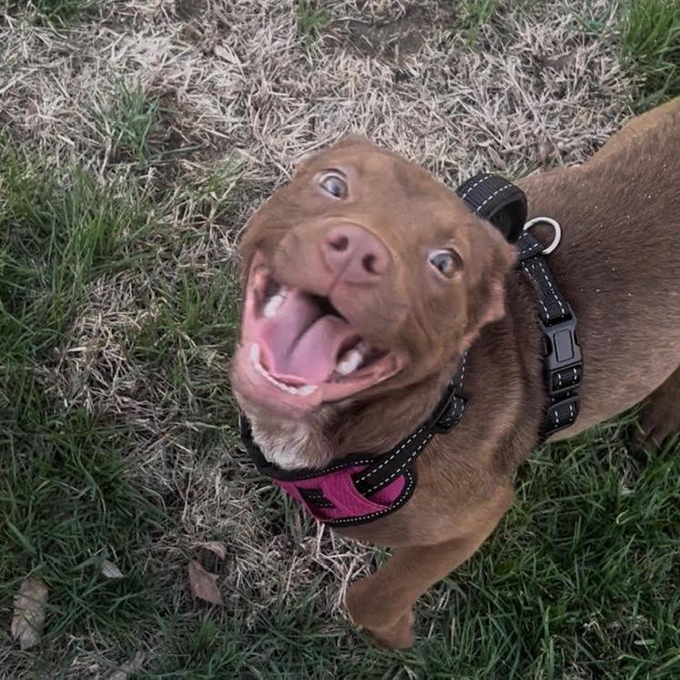 Enlarge Patsy, a Adoptable Pit Bull Terrier in Springfield, IL image 2/6