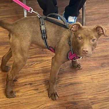 Enlarge Patsy, a Adoptable Pit Bull Terrier in Springfield, IL image 3/6