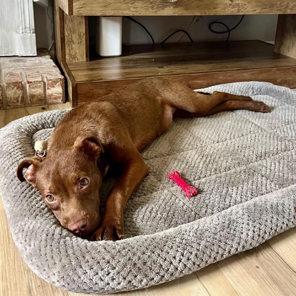 Enlarge Patsy, a Adoptable Pit Bull Terrier in Springfield, IL image 4/6
