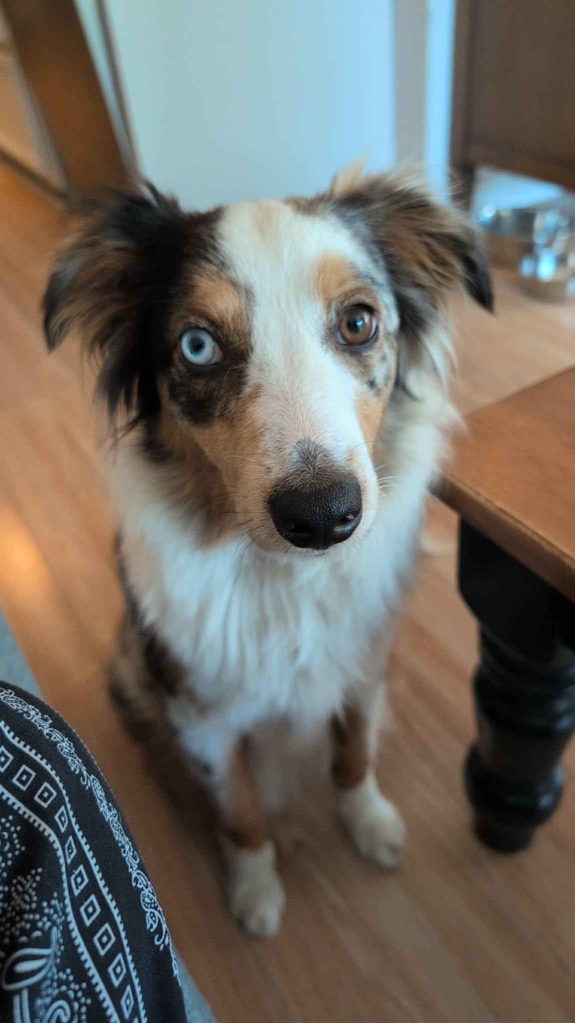 Ecco, Adoptable, Young Female Australian Shepherd.