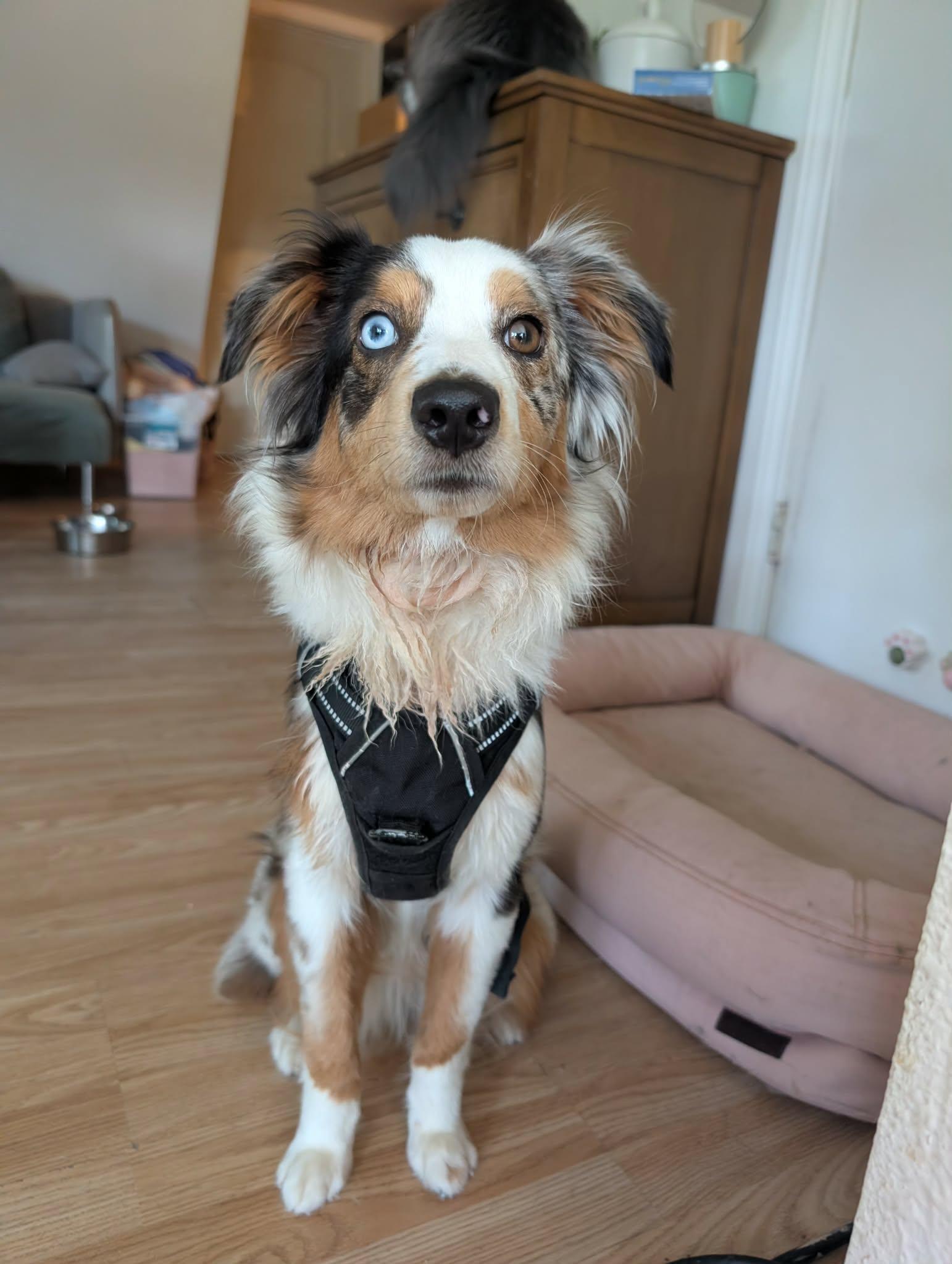 Ecco, a Adoptable Australian Shepherd in New Baltimore, MI image 2/3