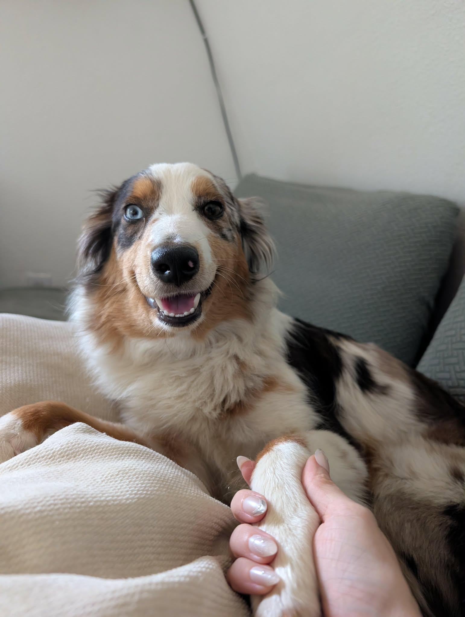 Ecco, a Adoptable Australian Shepherd in New Baltimore, MI image 3/3