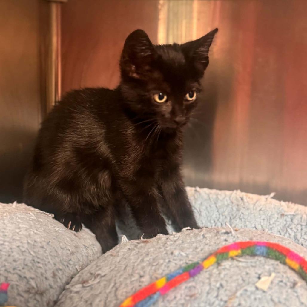 Enlarge Capri, a Adoptable Domestic Short Hair in Starkville, MS image 1/3