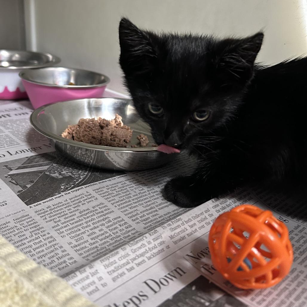 Enlarge Capri, a Adoptable Domestic Short Hair in Starkville, MS image 2/3