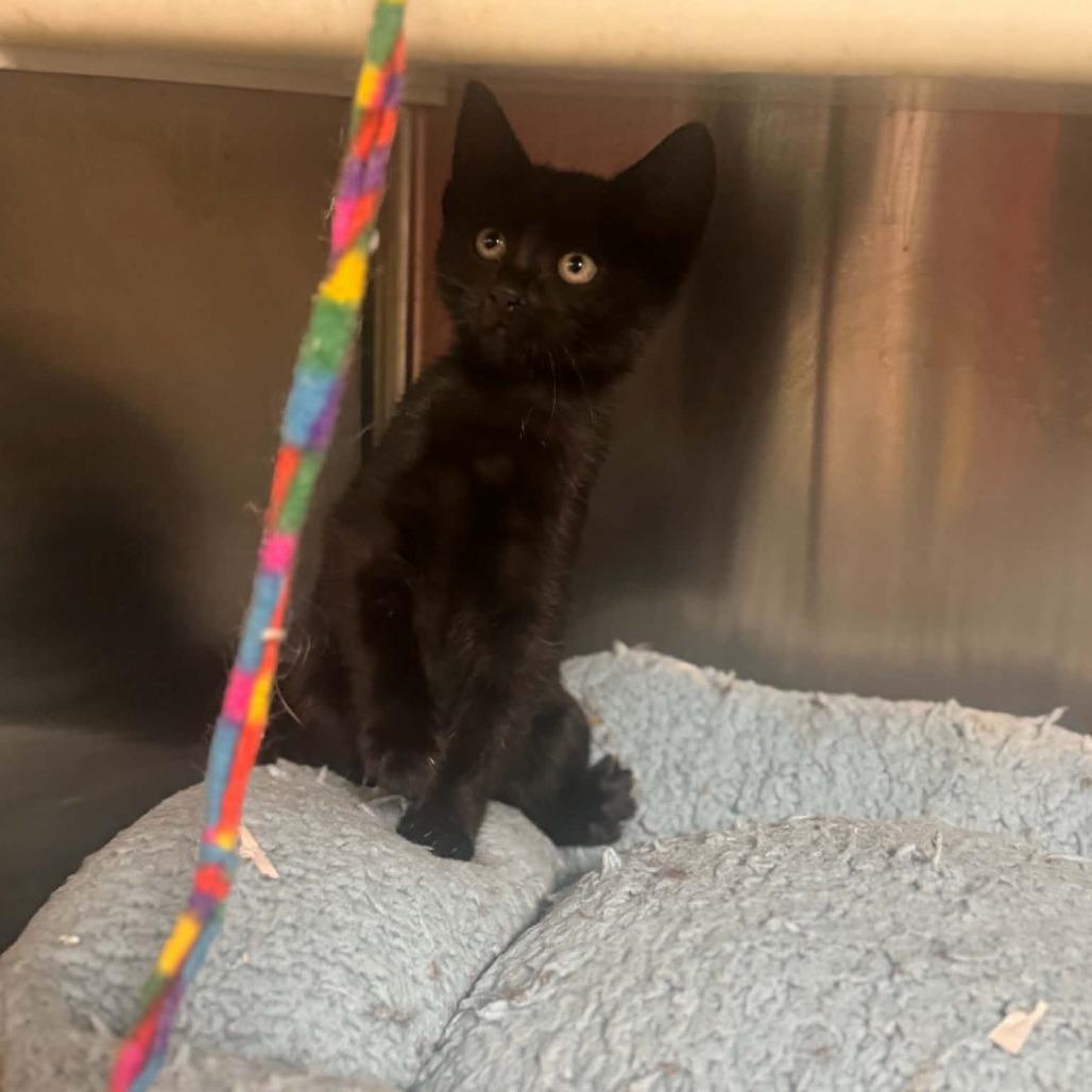 Enlarge Capri, a Adoptable Domestic Short Hair in Starkville, MS image 3/3