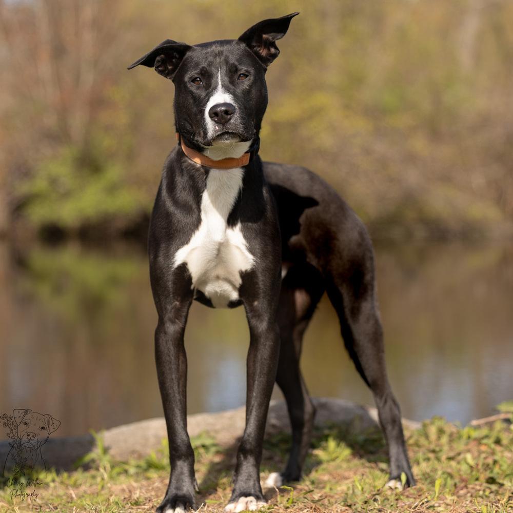 Peter - 25129, Adoptable, Puppy Male Labrador Retriever.