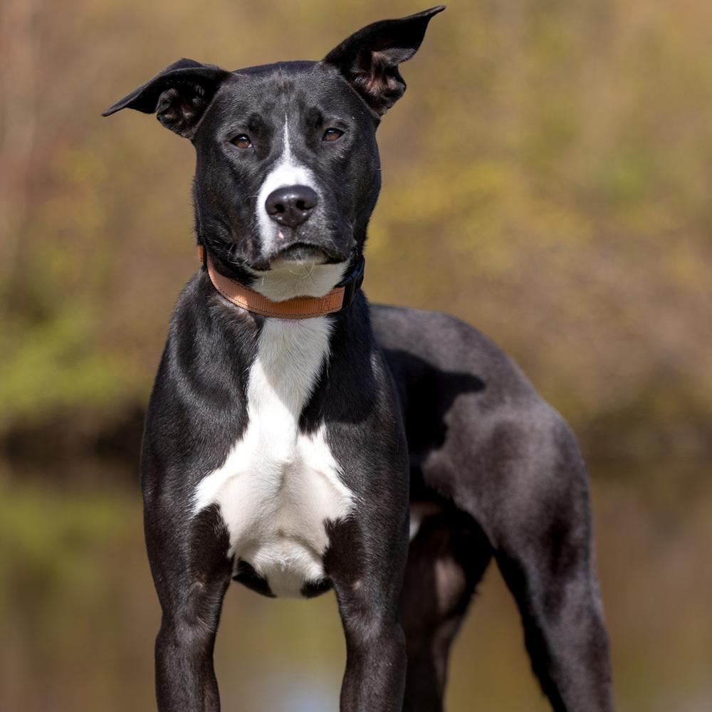 Enlarge Peter - 25129, a Adoptable mixed breed in Armonk, NY image 2/6