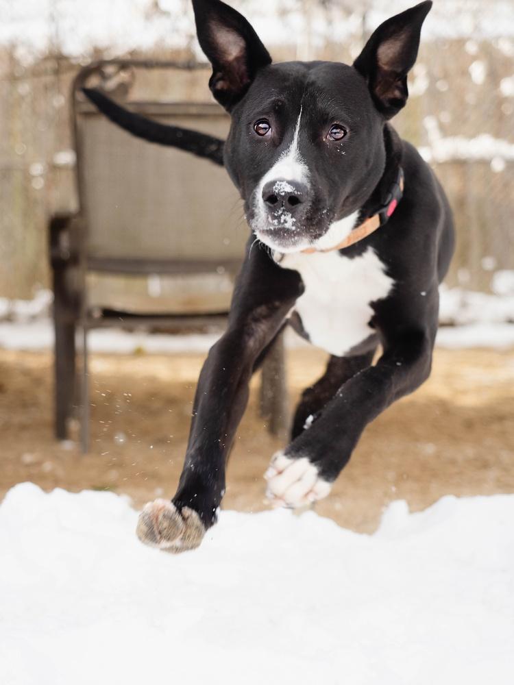 Peter - 25129, a Adoptable mixed breed in Armonk, NY image 2/6