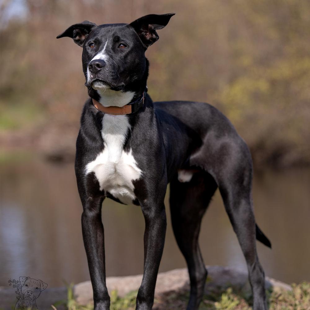 Enlarge Peter - 25129, a Adoptable mixed breed in Armonk, NY image 3/6