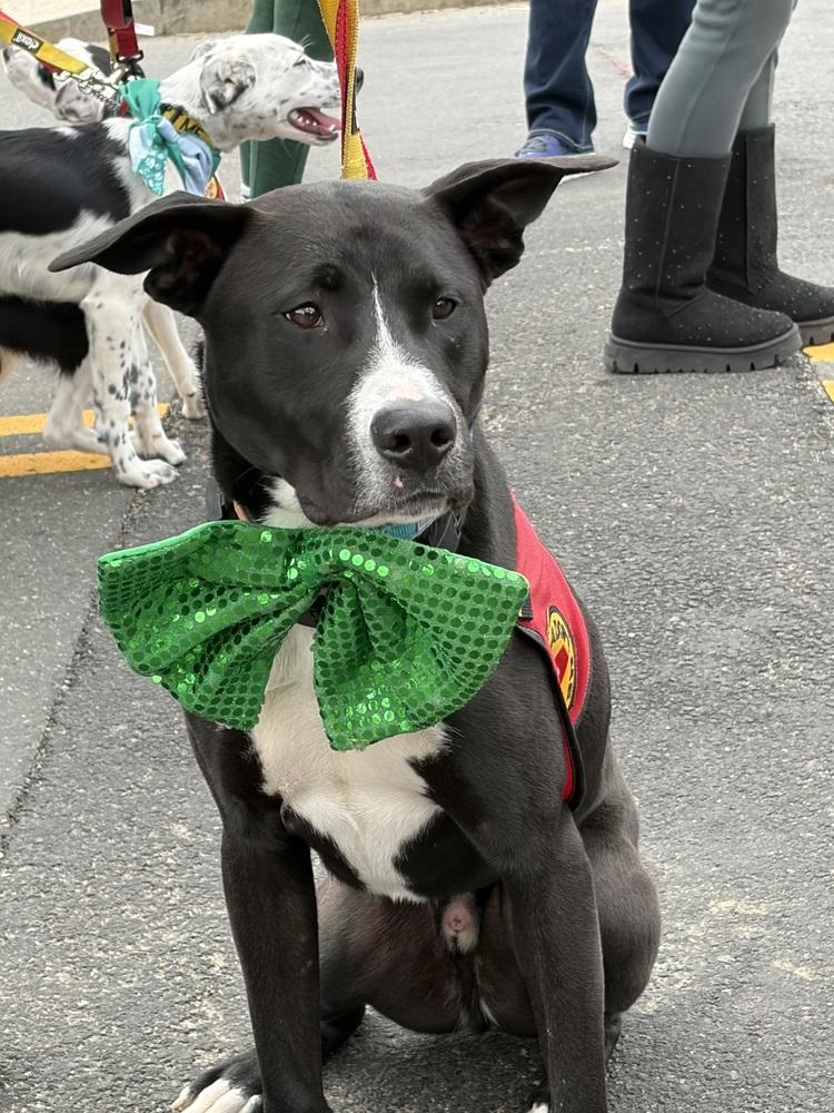 Enlarge Peter - 25129, a Adoptable mixed breed in Armonk, NY image 3/6