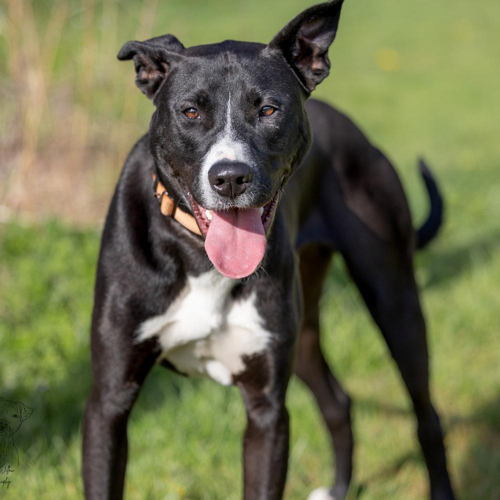 Enlarge Peter - 25129, a Adoptable mixed breed in Armonk, NY image 4/6