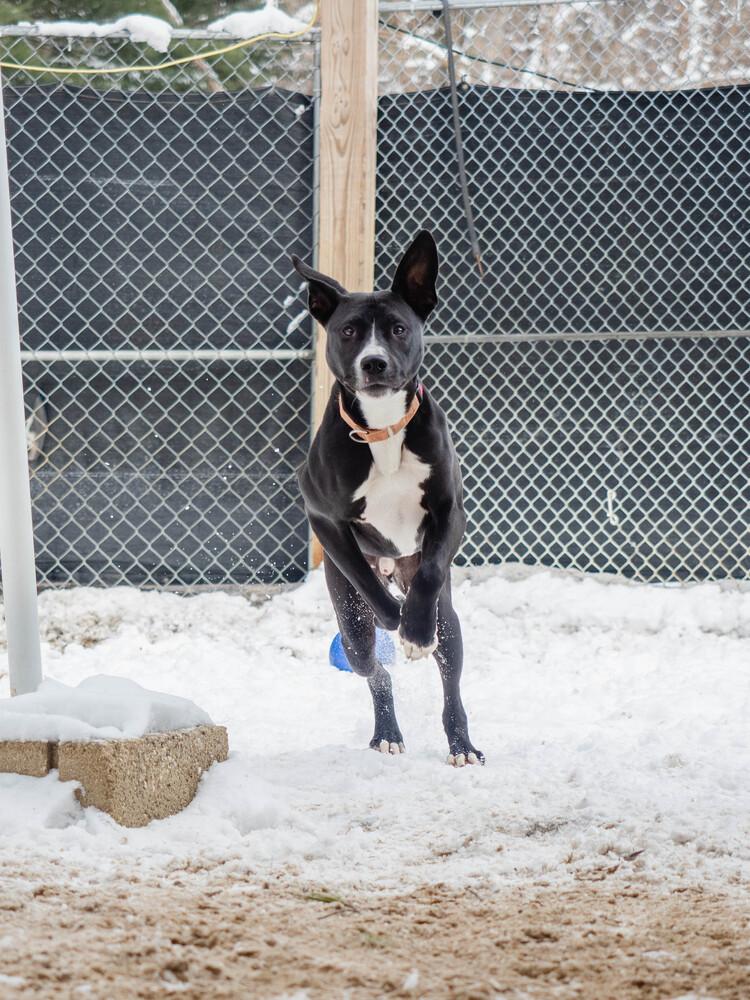 Peter - 25129, a Adoptable mixed breed in Armonk, NY image 4/6