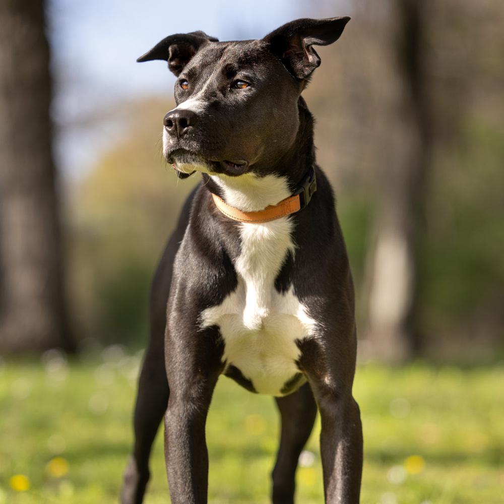 Enlarge Peter - 25129, a Adoptable mixed breed in Armonk, NY image 5/6