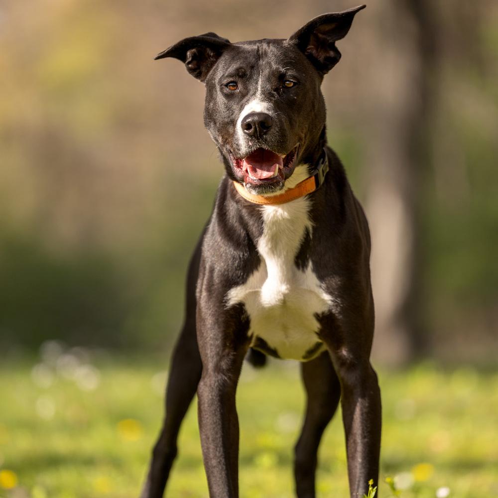 Enlarge Peter - 25129, a Adoptable mixed breed in Armonk, NY image 6/6